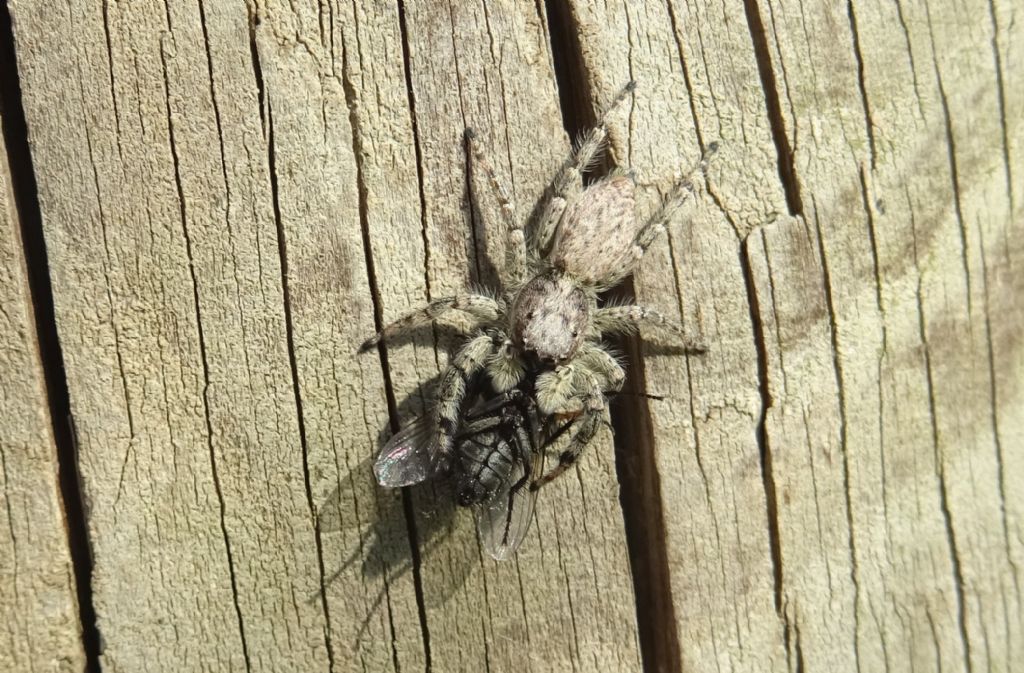 catture: Menemerus taeniatus e Sarcophagidae